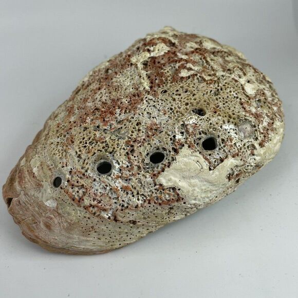 Large 8”x 6” Vintage Estate Red Abalone Shell 1lb 1oz Old Trinket Dish Display - Picture 9 of 12